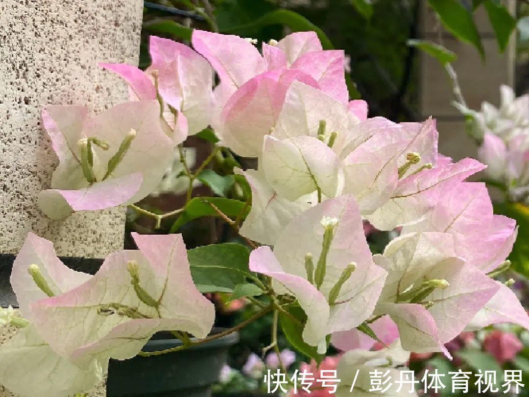 叶子|十月养这花，撸叶子、少浇水，10天冒出大花苞！