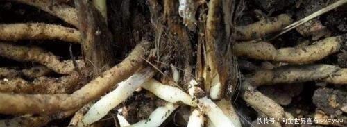 君子兰“离不开”2种水，1年换着“浇”，冒“白根”、开花多！