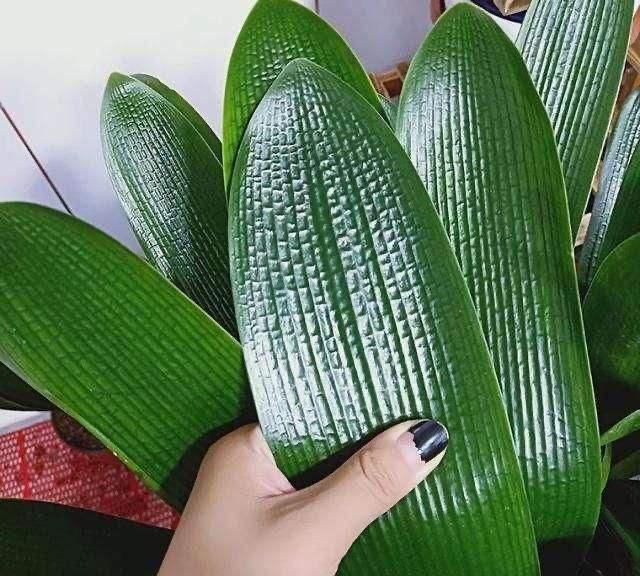 爱喝“啤酒”的4种花,隔几天来1杯,不施肥也呼呼长!