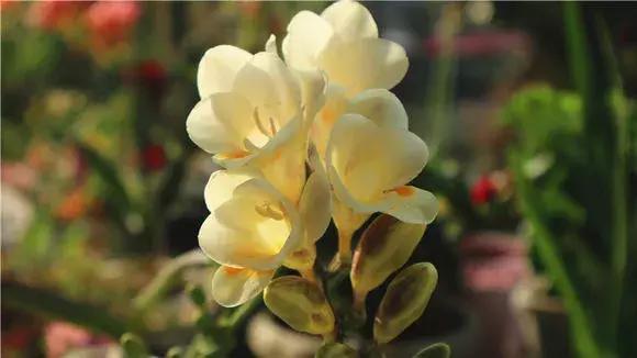 好看|还在养绿萝家里养盆“香香花”,好看好闻,清香四溢精神好!