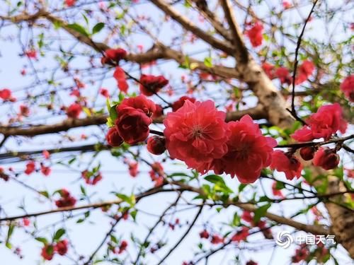 恭城春暖花开美如画