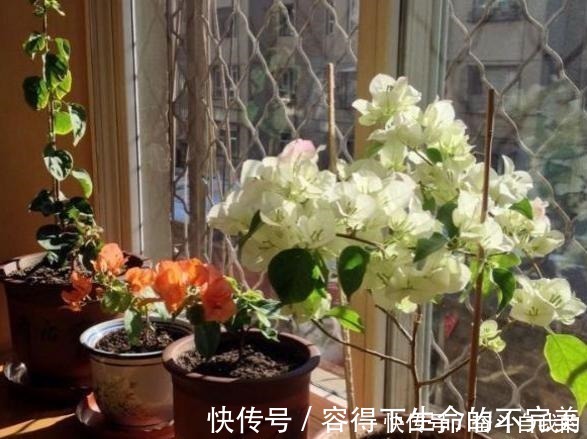 她在院里养了一种花，3年之后美如画，见到的人都说像仙境！