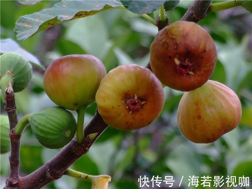 海白菜|子宫光滑的女性,都爱吃以下四种食物,缓解痛经,预防子宫早衰