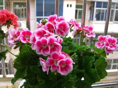 秋季|此“花”能开三季,鲜艳漂亮花期长,阳台养一盆,看花200天