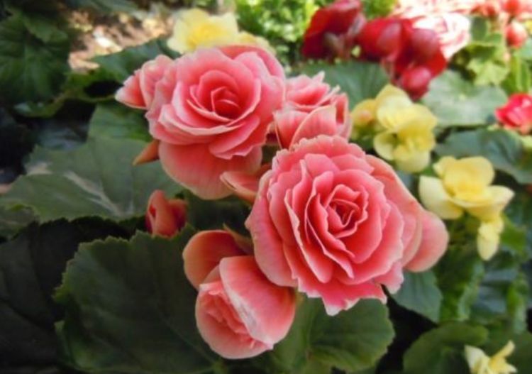 蔓性风铃花|春节不能错过的4种招财花,花香易打理,养在客厅美极了