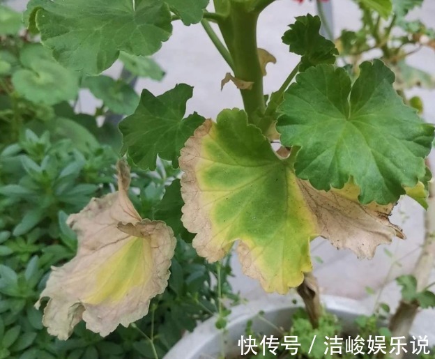 植物|植物黄叶原因有“五点”,只要做得对,立马变油绿