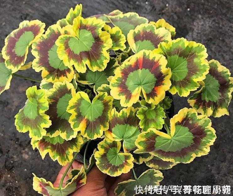 茉莉花|喜欢逛花市,碰到5种老桩不要买,开花少难养活,影响心情浪费钱