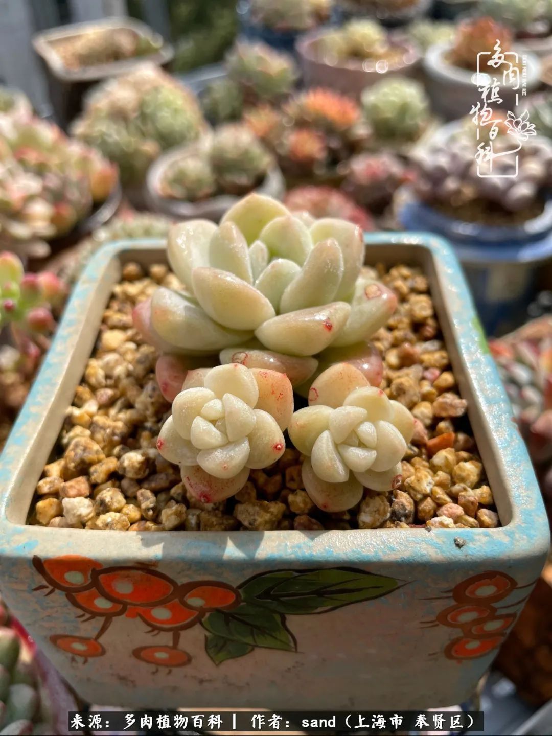 带着200多盆多肉,三个月搬两次家,是一种怎样的体验