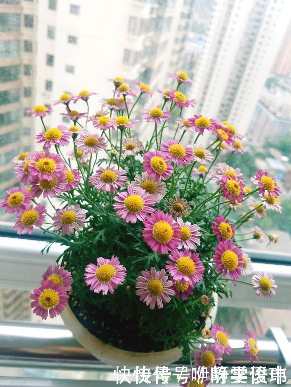 3种“掐头花”,娇生惯养不成器,天天修理它,月月爆花球