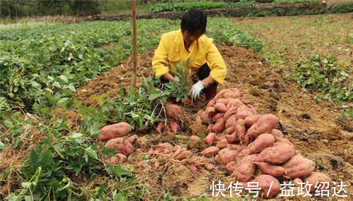 霜打过的菜为何甜？这4种菜不怕冻，别错过最后一种，越冷越好吃