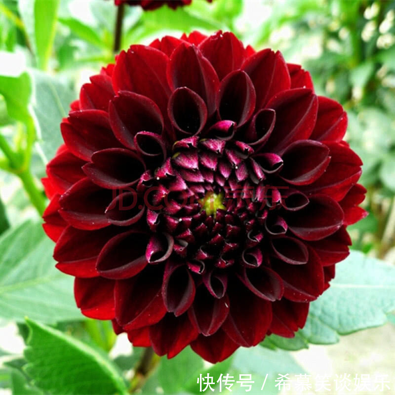 养护|大丽花一开,世间少有的美,这样来养护,年年开爆阳台