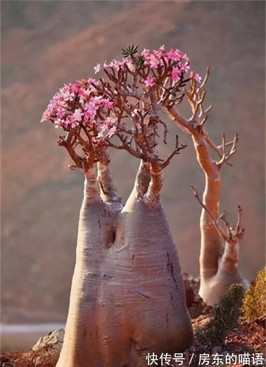 仙人球|5种“漂亮花”，喜欢毒日头，晒晒太阳，直接爆花快