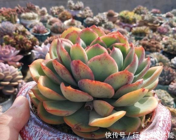 花友|放在顶楼露养1个月后,给多肉拍照的时候,再也不用开滤镜了!