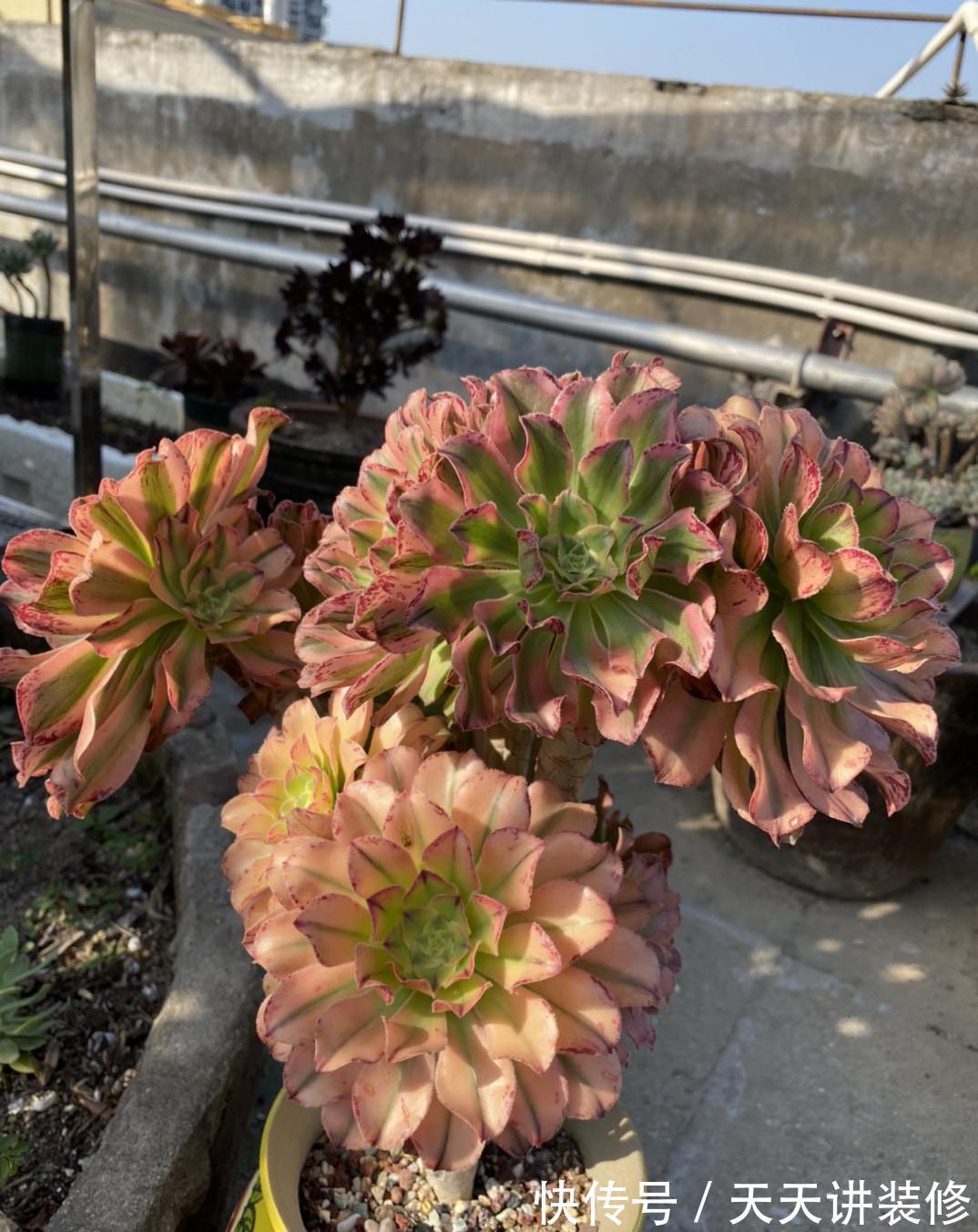 群生|多肉法师一碰就掉叶,补充“三动作”,叶片紧凑,养成群生小老桩