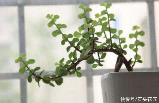 花卉|适合新手的花卉“白名单”，这5种花怎么养都能活，越养越自信