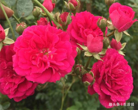 月季不开花2招搞定，花朵鲜艳好看，一茬接一茬