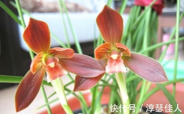 比“鸡血”还红的兰花,先绿后红色渐浓,勤花勤草好养活