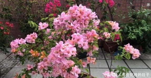 花树|三角梅开花稀稀拉拉,满足它3个“要求”,一次开爆盆,开成花树