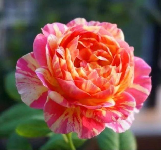 牵牛花|4种花美的出奇，花好看名字也好听，新手也能样很好