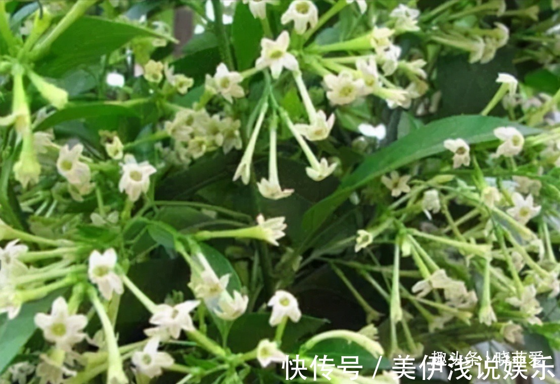 失眠|提醒：这12种“漂亮花”，不适合养在室内，别不当回事