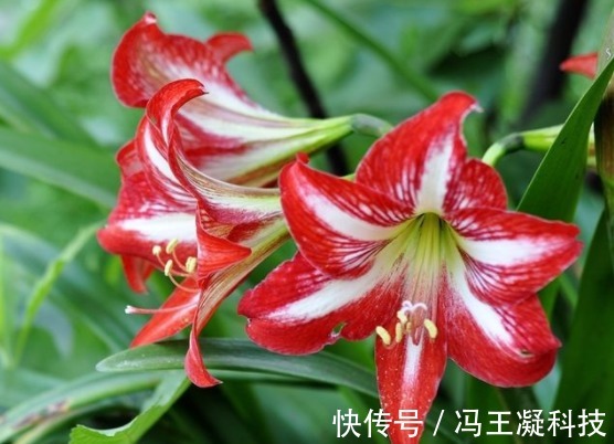 喜欢养花,不如养朱顶红,花开精致大气,枝叶繁茂旺盛,盆栽佳品