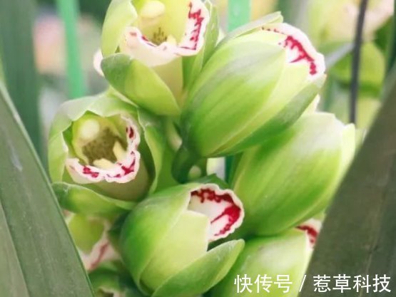 夏季|夏天养护君子兰有讲究，这几点千万要做好，否则难以安全度夏