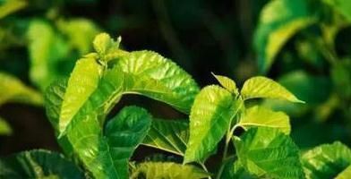 降血糖|桑叶真的可以降血糖吗?桑叶这样吃,降糖效果明显
