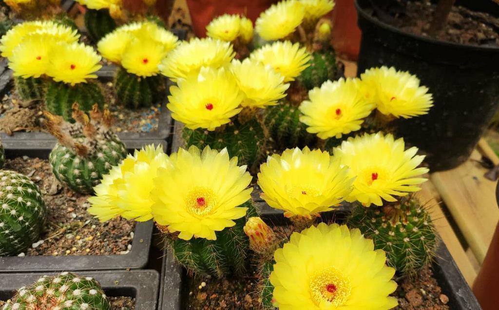 仙人球|5种“耐旱花”,浇水多了就烂根,特别是冬季,断水才能安稳度过