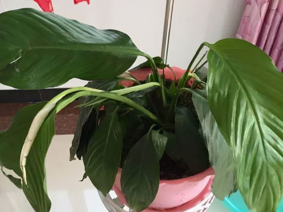 竹芋|11月,千万别买这种花,养不活惹一肚子气