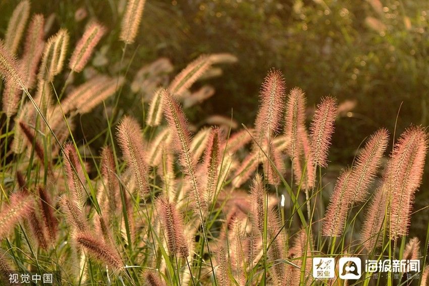 狼尾|青岛：朝阳映照 海畔狼尾草随风摇摆成景