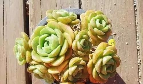 4种自带香味的多肉，窗台养一盆，满屋子飘香，你养过几种？