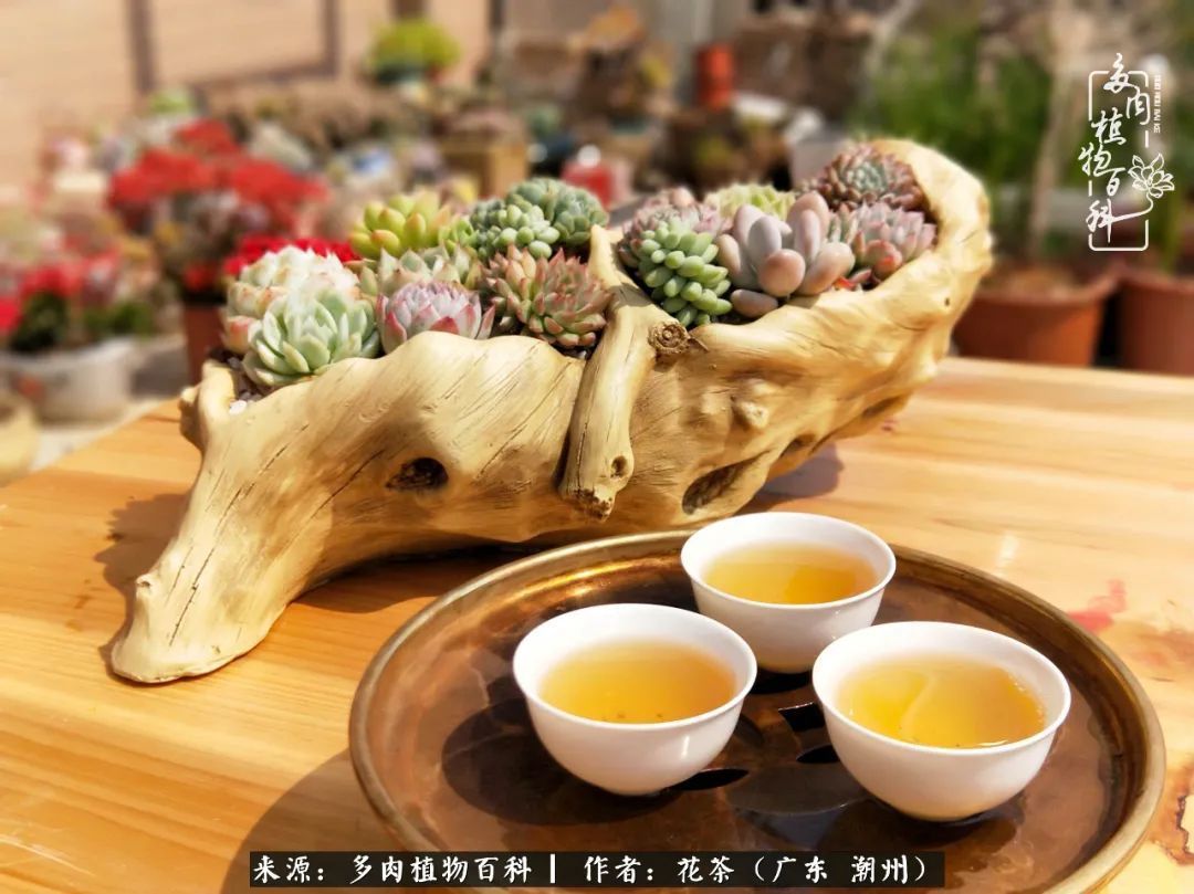 放松心情，静享愉悦，阳光下的多肉是最美的！