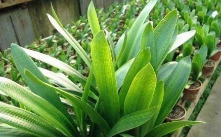 含水量|她用一斤“芝麻”把君子兰养得如“杂草”,叶、花“窜”不停!