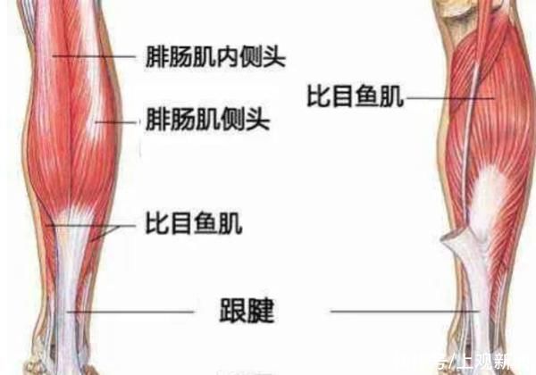 腓肠肌|“神经阻断瘦腿”人为制造残疾！七大“医美邪术”谁来管？