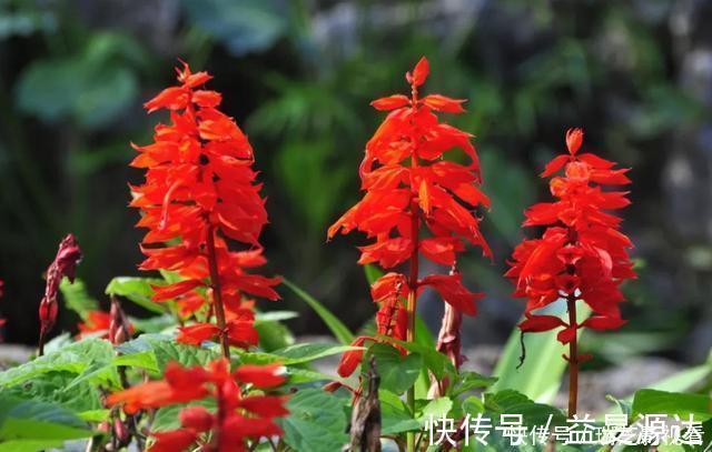 养花|养花就养此3种,好养易活寓意好,家里养一盆,福运临门美极了