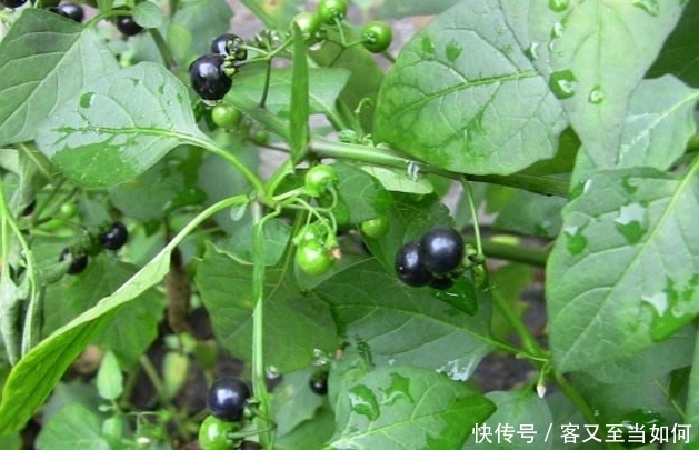 健脾祛湿|夏天这几种野菜，不仅可以滋阴补肾，还能健脾祛湿，你们知道吗