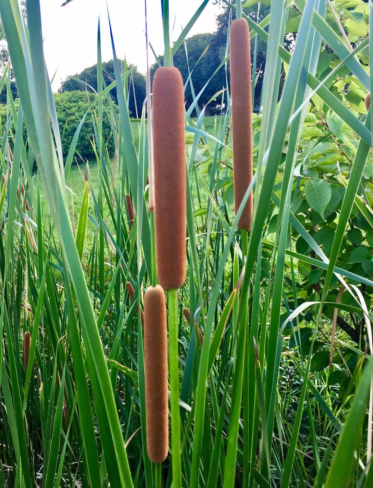 野花野草|农村有种东西,不仅可以用来当菜吃,还能做成枕头,见过吗?