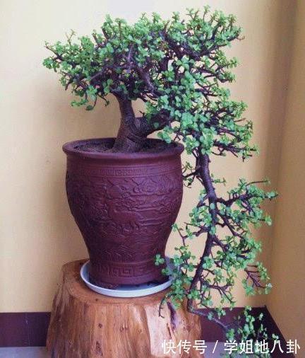 6种“懒人花”,堪称“不死花”,养成老桩几十年,旺家又值钱