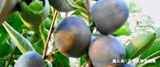 排毒王|十个女性九个毒素多,女性多用此“排毒王”泡水喝,排子宫污血