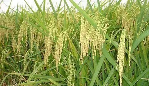 韩国|同样是米饭,韩国人捏成了饭团,日本人卷成了寿司,中国人做什么