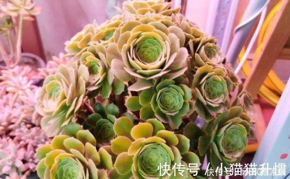 熊童子|有些多肉状态非常美,但是它很“臭”,室内不要多养,多了很糟心