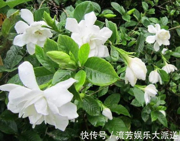 茉莉花|养栀子花、茉莉花，学会关键“1招”，不黄叶、不掉蕾，花开满枝