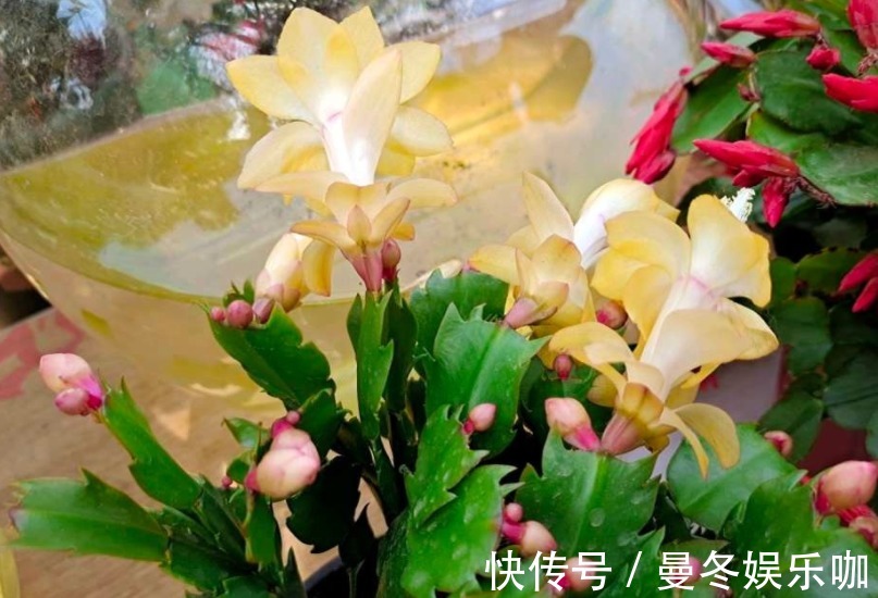 催花|养蟹爪兰，怎么催花？没有磷酸二氢钾就用它，1个月1次