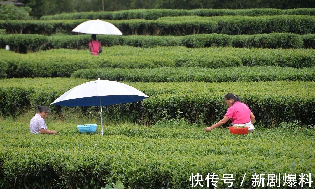 郑玉玲|白露诗词：人间最美是白露，祝君岁岁长安康