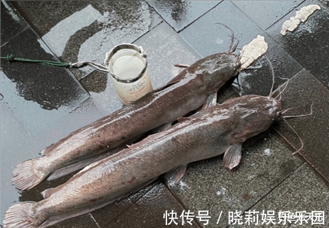 珠江“大鲶鱼”,被钓鱼人频频钓起!能不能吃?钓友:数数胡须的数量