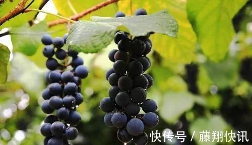 火龙果|最有营养的3种食物,排毒养颜、延缓衰老,好吃又健康!