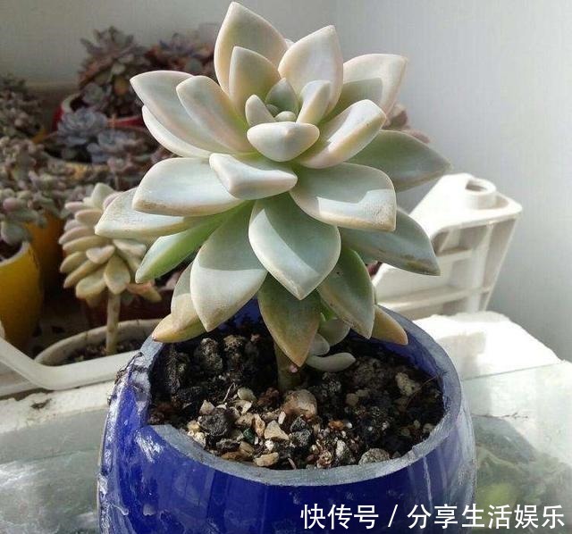 新手养什么多肉好这3种,好看好养,度夏无压力,长满一大盆!