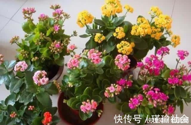 枝叶|长寿花开完花,马上给它做“3件事”,很快再次孕蕾开花