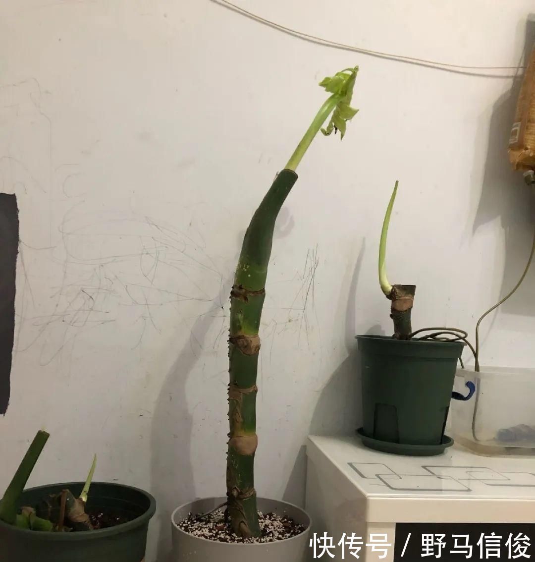 红掌|茉莉花扦插有机关,砍这一段枝条,插土里3天就活