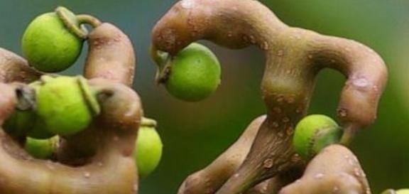 山里“4种”野果子,以前砍柴时吃到吐,如今满山找不到1棵,可惜